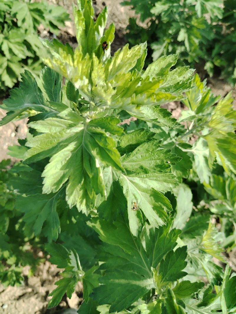 艾草