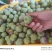 茵红李