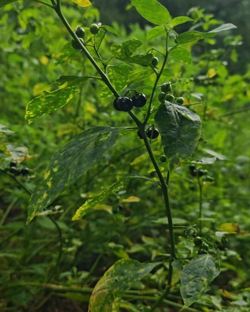 龙葵果