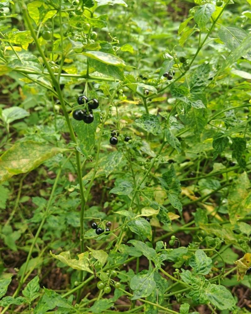 龙葵果