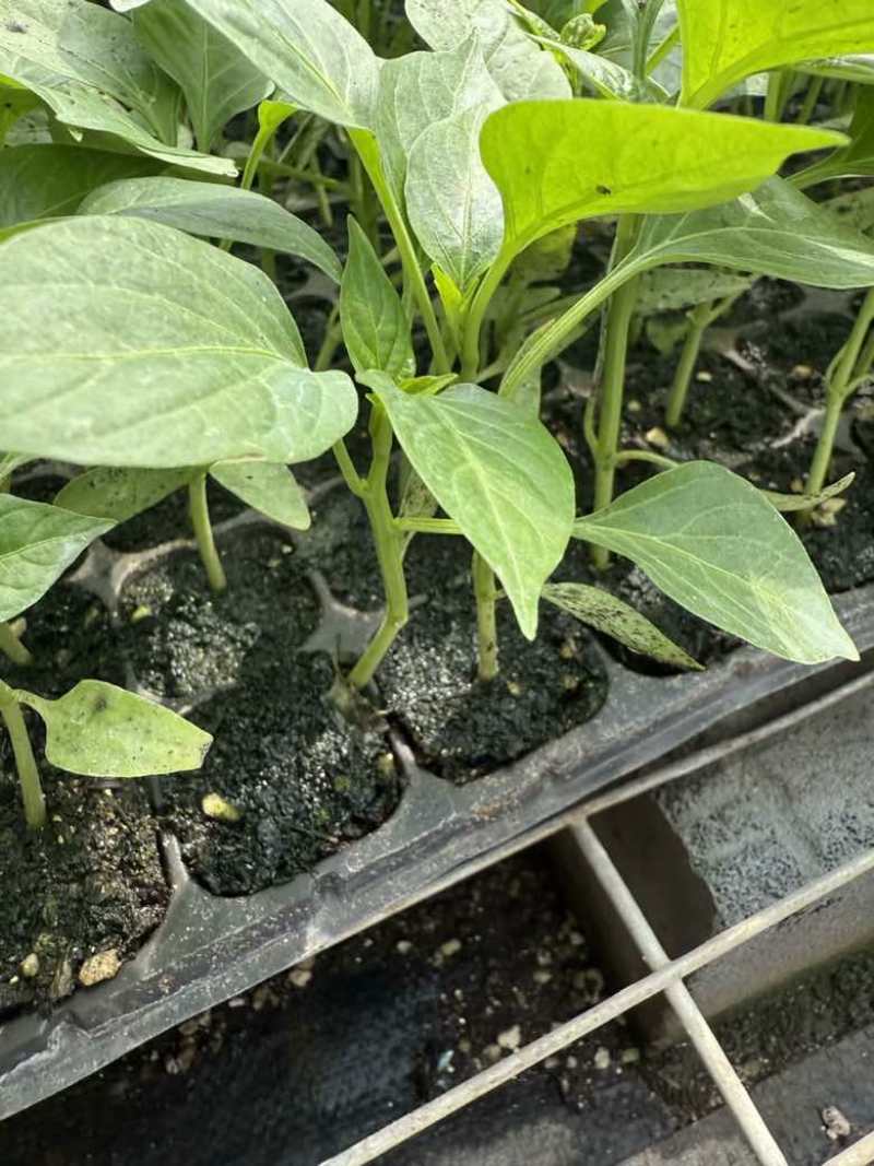 山东辣椒育苗批发各种规格都有品质保证欢迎电话联系