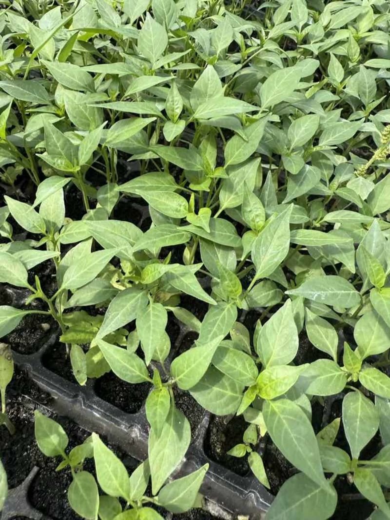 山东辣椒育苗批发各种规格都有品质保证欢迎电话联系