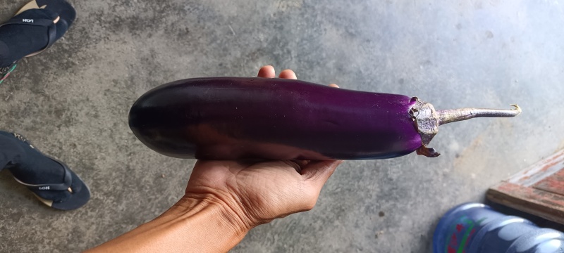 茄子，自己自销，精品，价格优惠