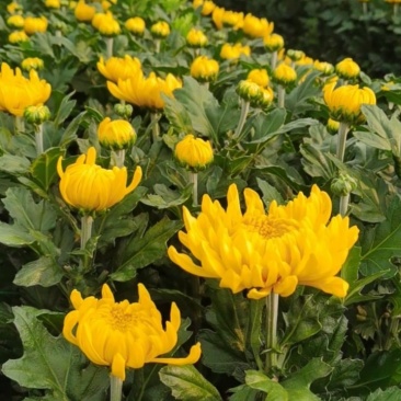 菊花鲜花