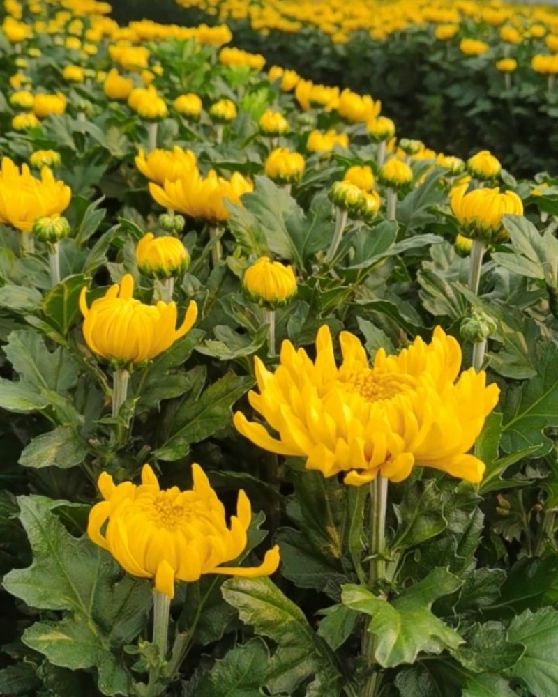 菊花鲜花
