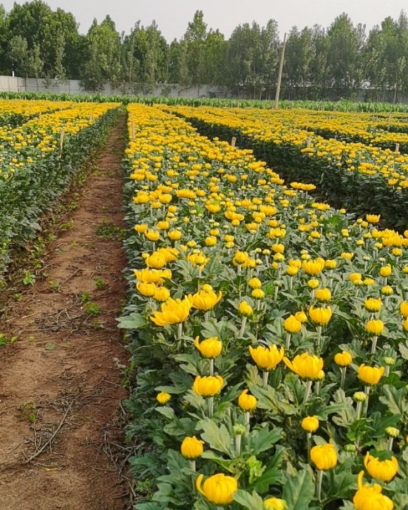 菊花鲜花