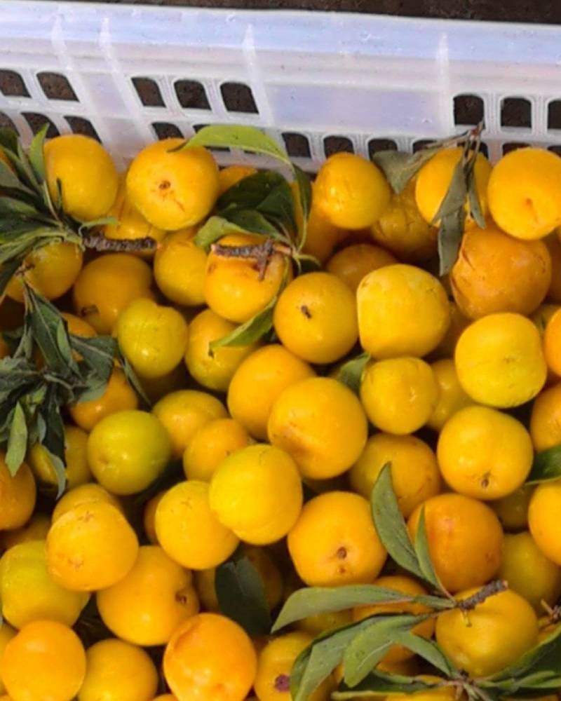黄金李子