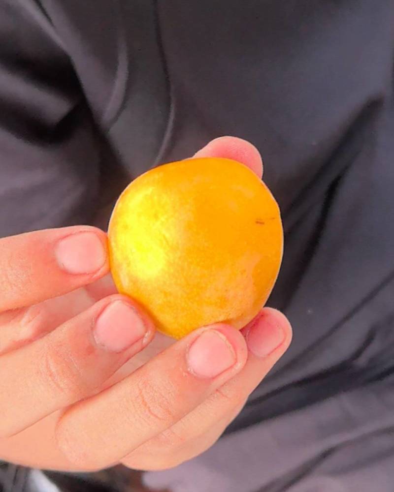 黄金李子