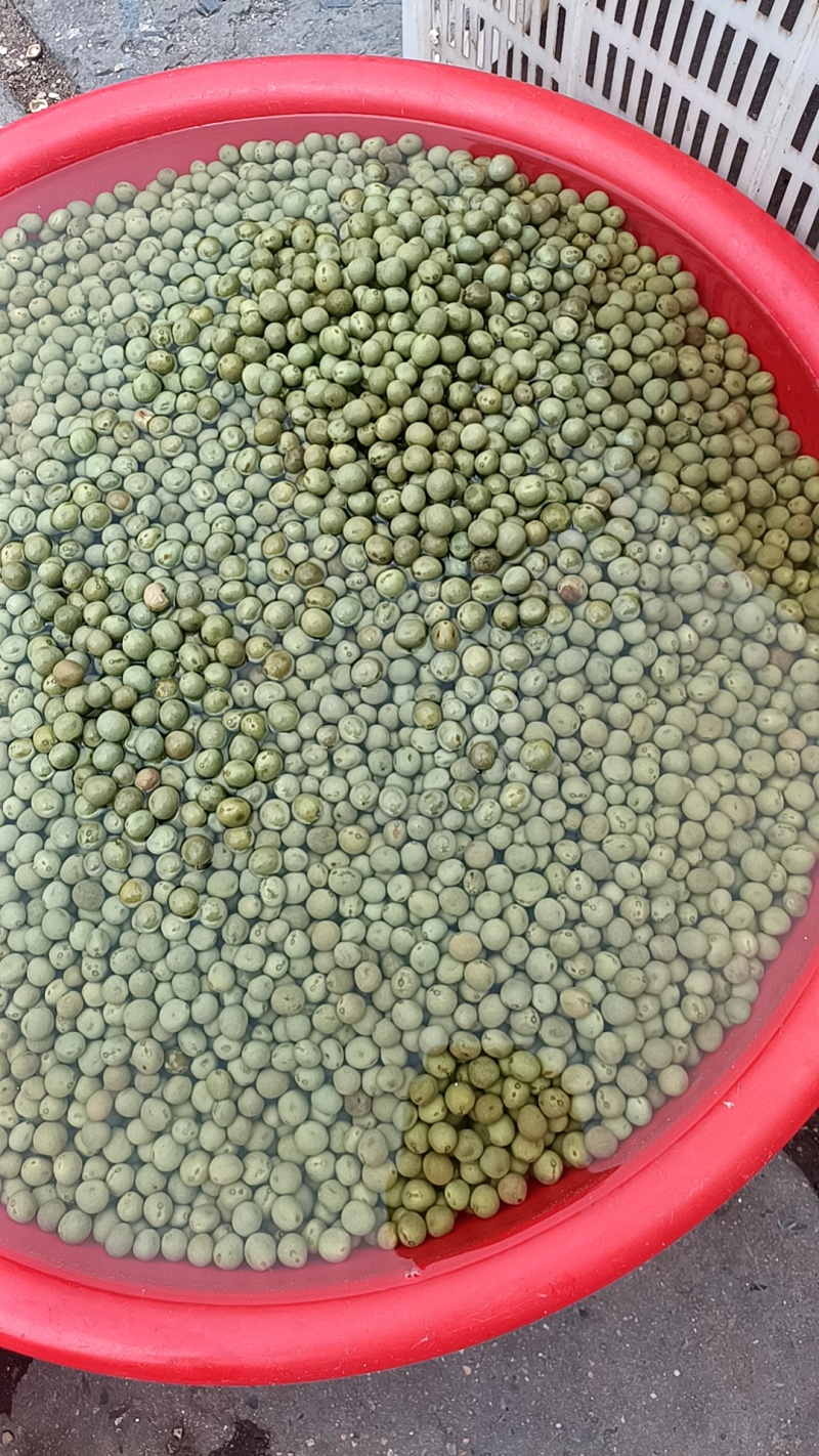 带壳鸡头果，芡实