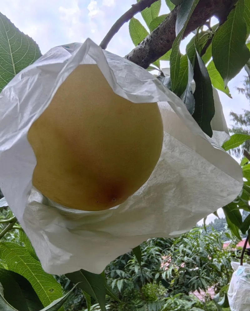 白桃，血桃，