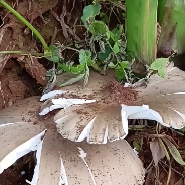 贵州野生黑皮鸡枞菌