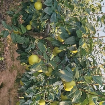 量大质优苍溪翠冠梨