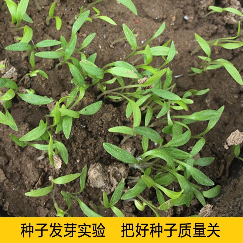 2025年，基地新产白芷种子，自产自销二年生白芷种子，包发芽