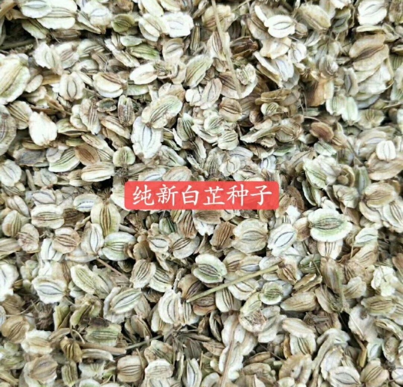2025年，基地新产白芷种子，自产自销二年生白芷种子，包发芽