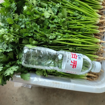 唐山铁杆青香菜，大量现货。各种品质的菜。