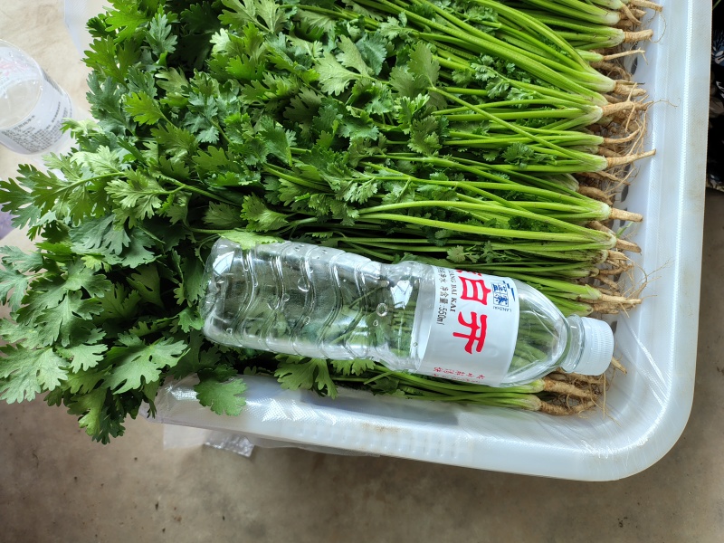 唐山铁杆青香菜，大量现货。各种品质的菜。