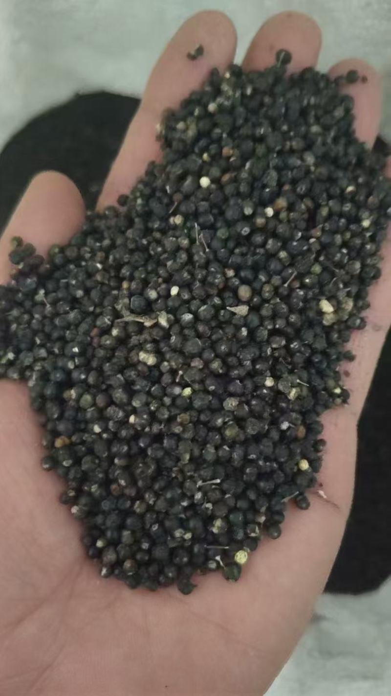 大通草种子，种子饱满，发芽有保障