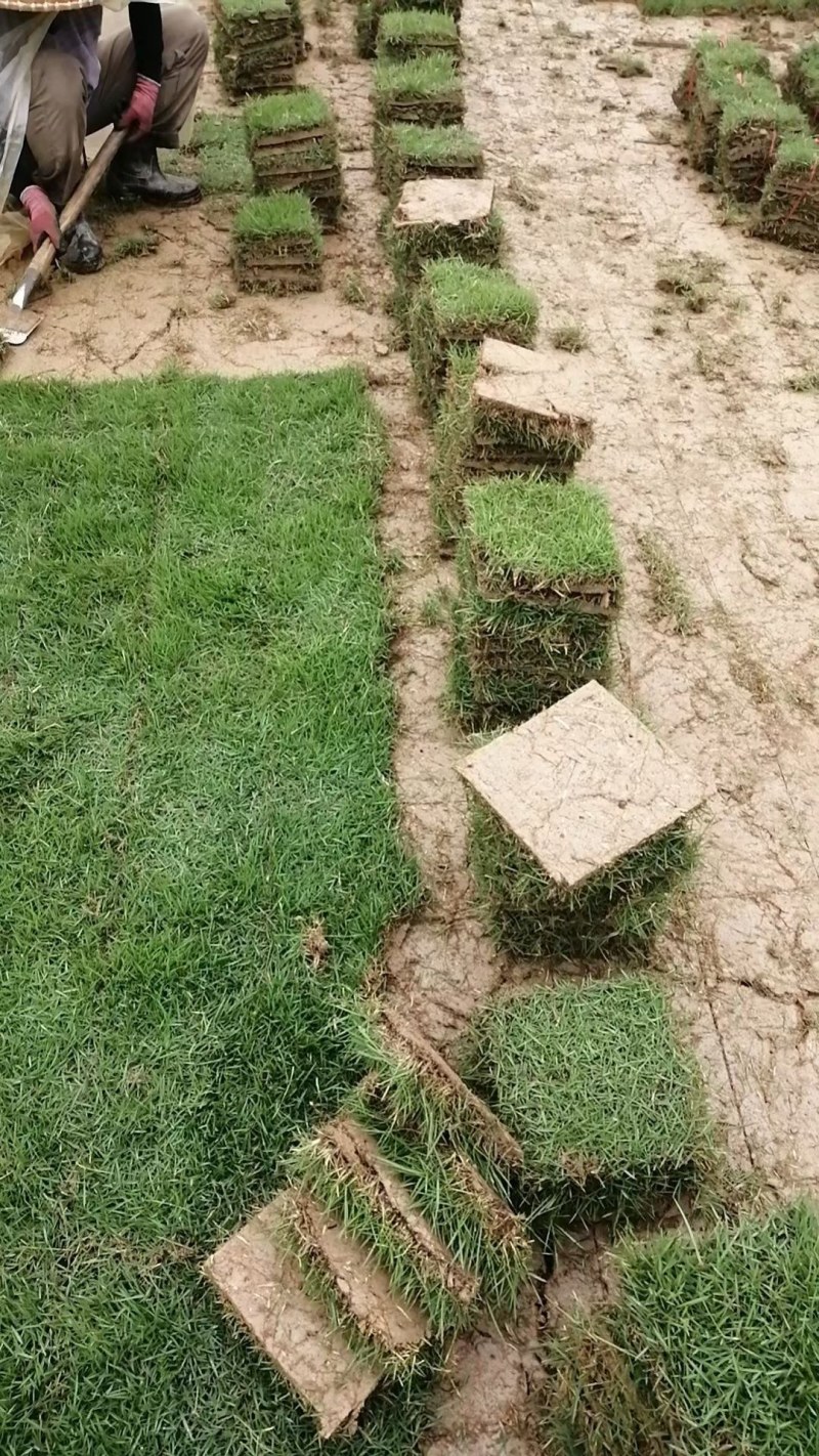 绿化草皮