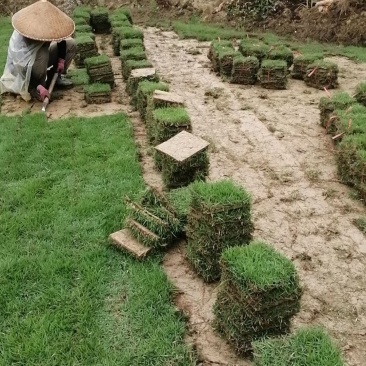 绿化草皮