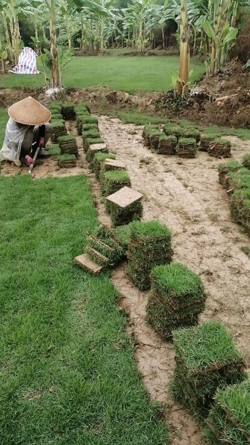 绿化草皮