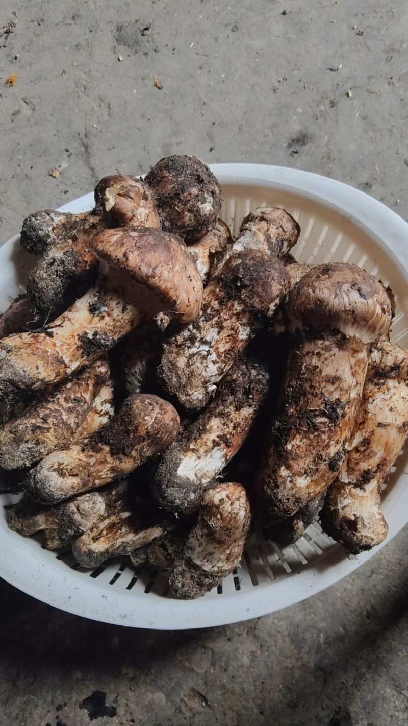 松茸，红菇又叫大红菌