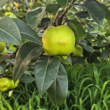 苍溪翠冠