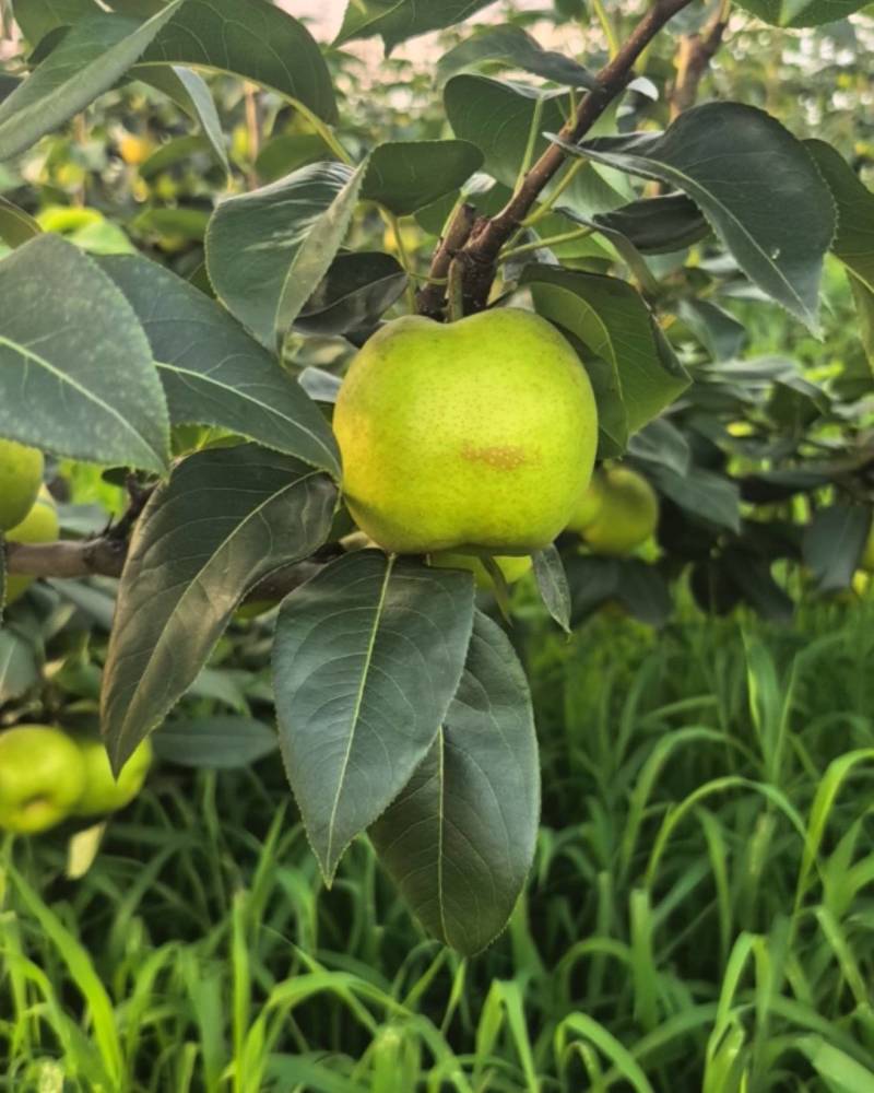 苍溪翠冠