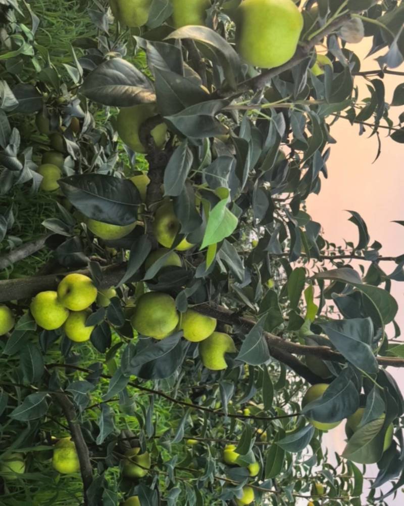 苍溪翠冠