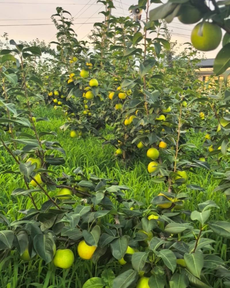 苍溪翠冠