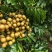 果粒大漂亮规格一到十斤装