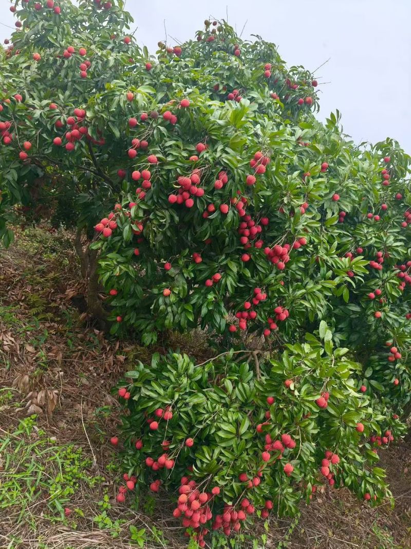 仙进奉荔枝