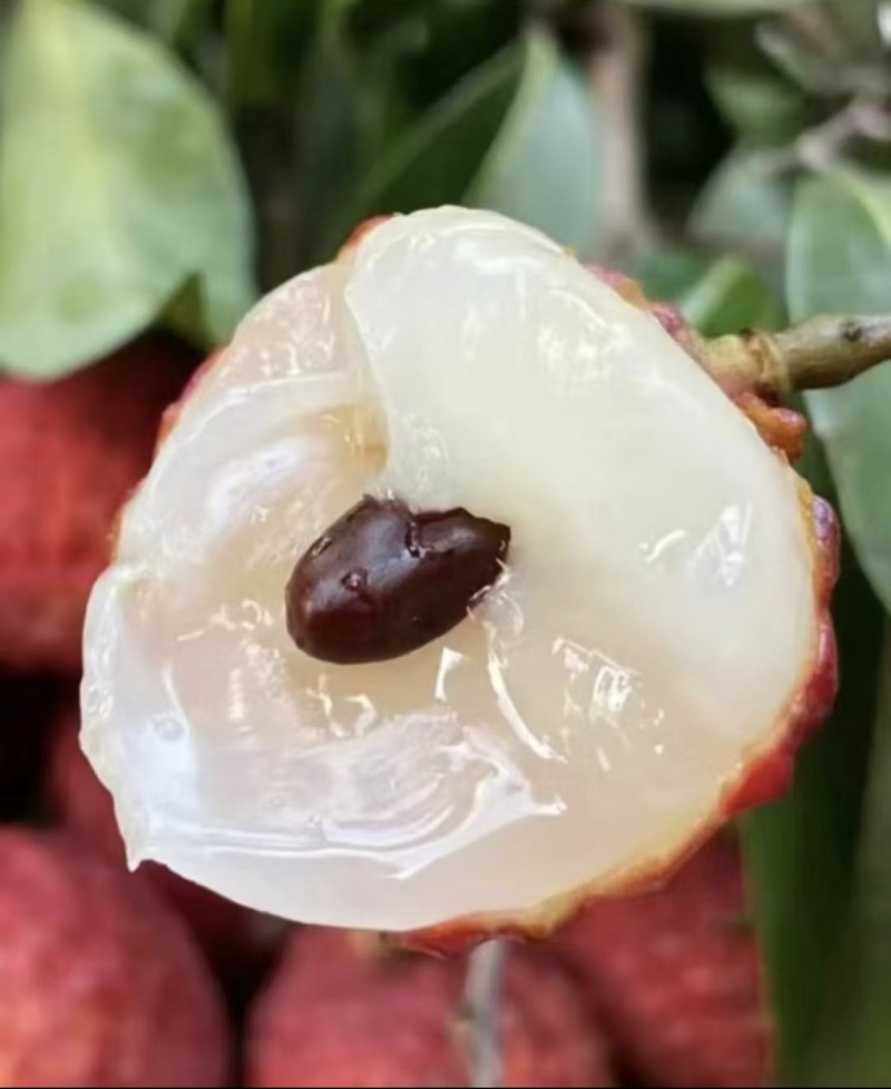 仙进奉荔枝