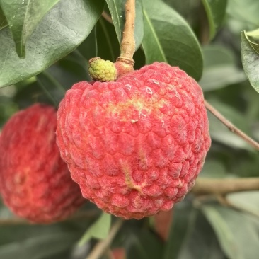 仙进奉荔枝
