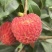 仙进奉荔枝