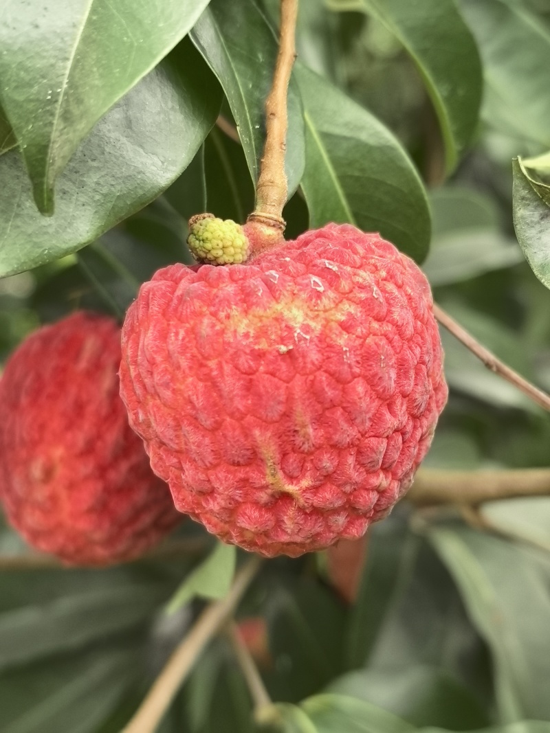 仙进奉荔枝