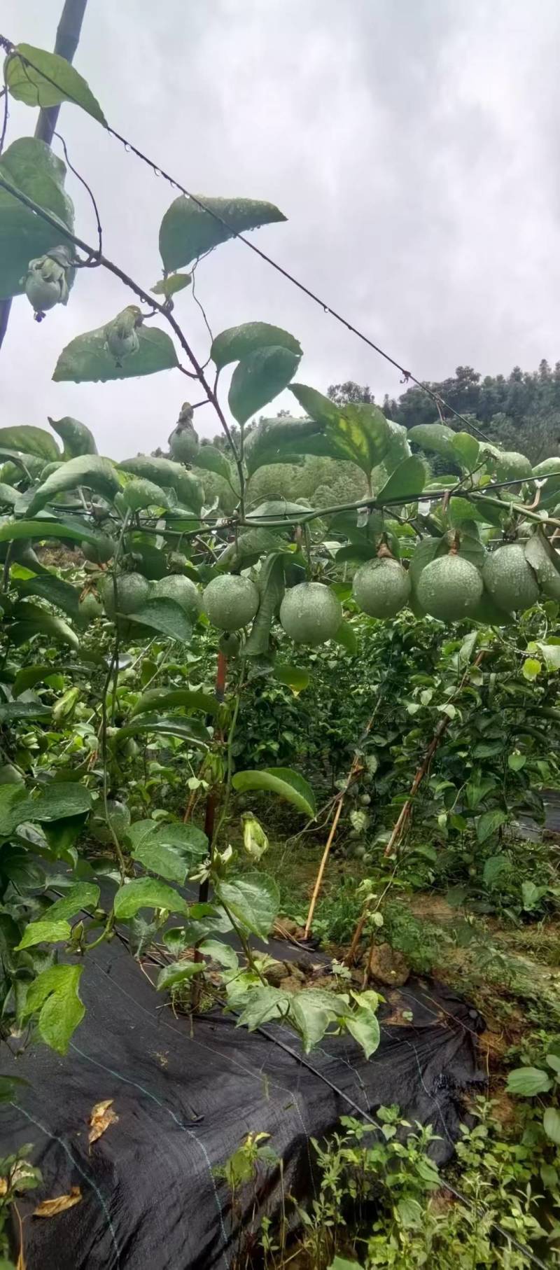 钦蜜九号百香果
