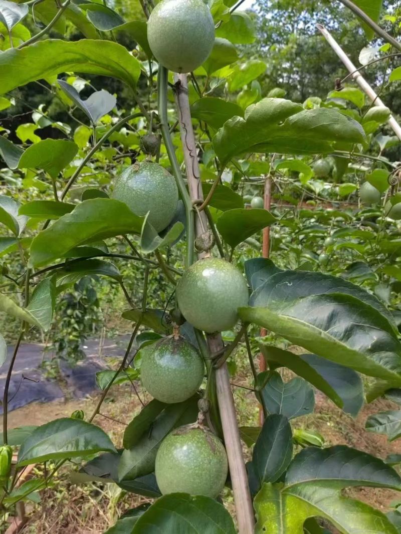 钦蜜九号百香果