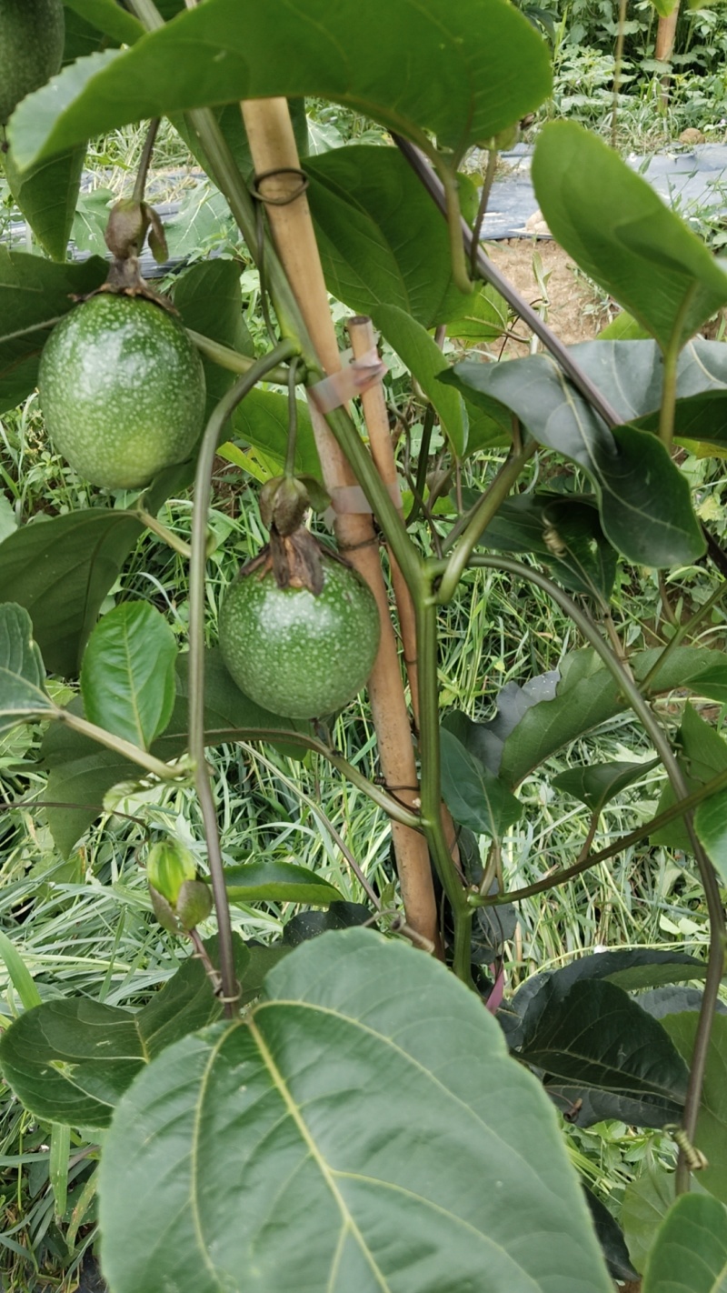 钦蜜九号百香果