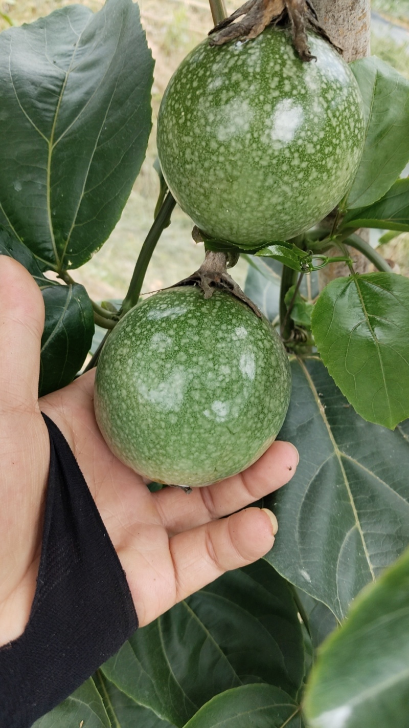 钦蜜九号百香果