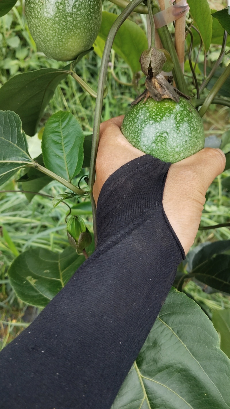 钦蜜九号百香果