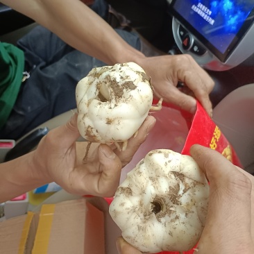 龙牙百合