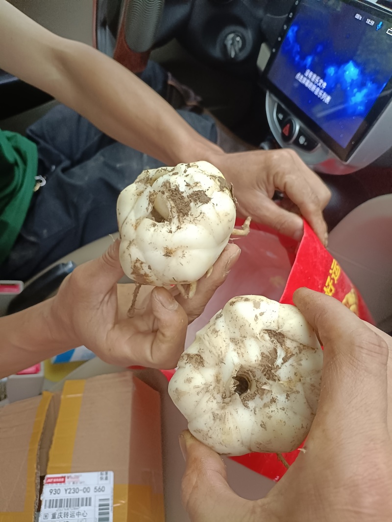 龙牙百合