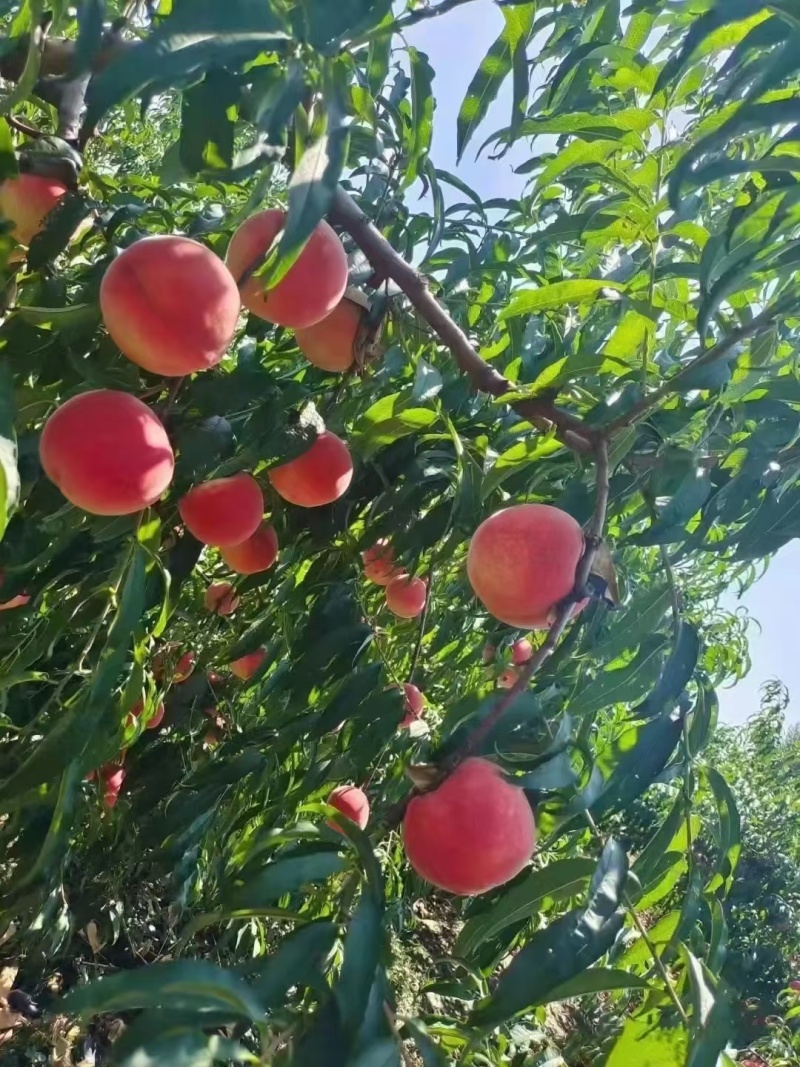 水蜜桃