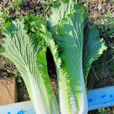 会泽绍菜