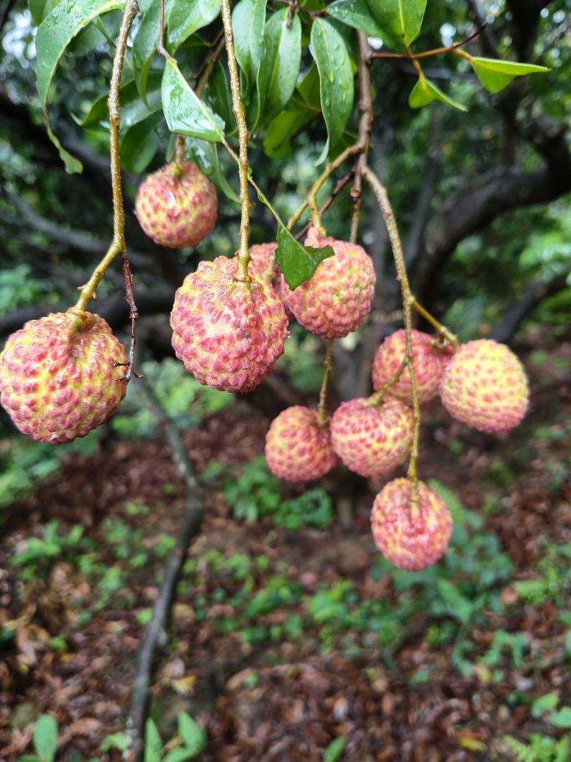 广东本地荔枝