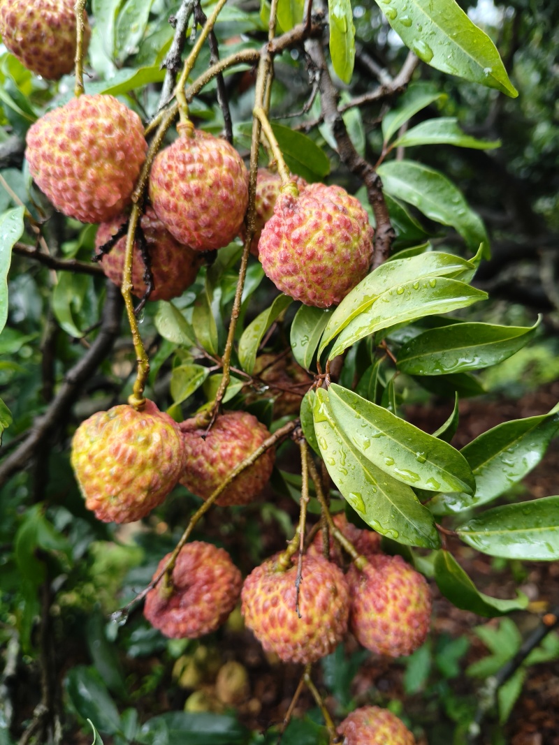 广东本地荔枝