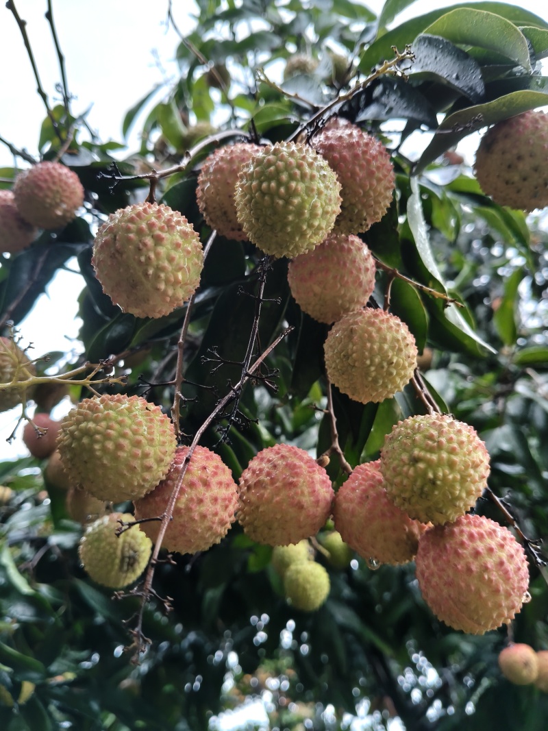 广东本地荔枝