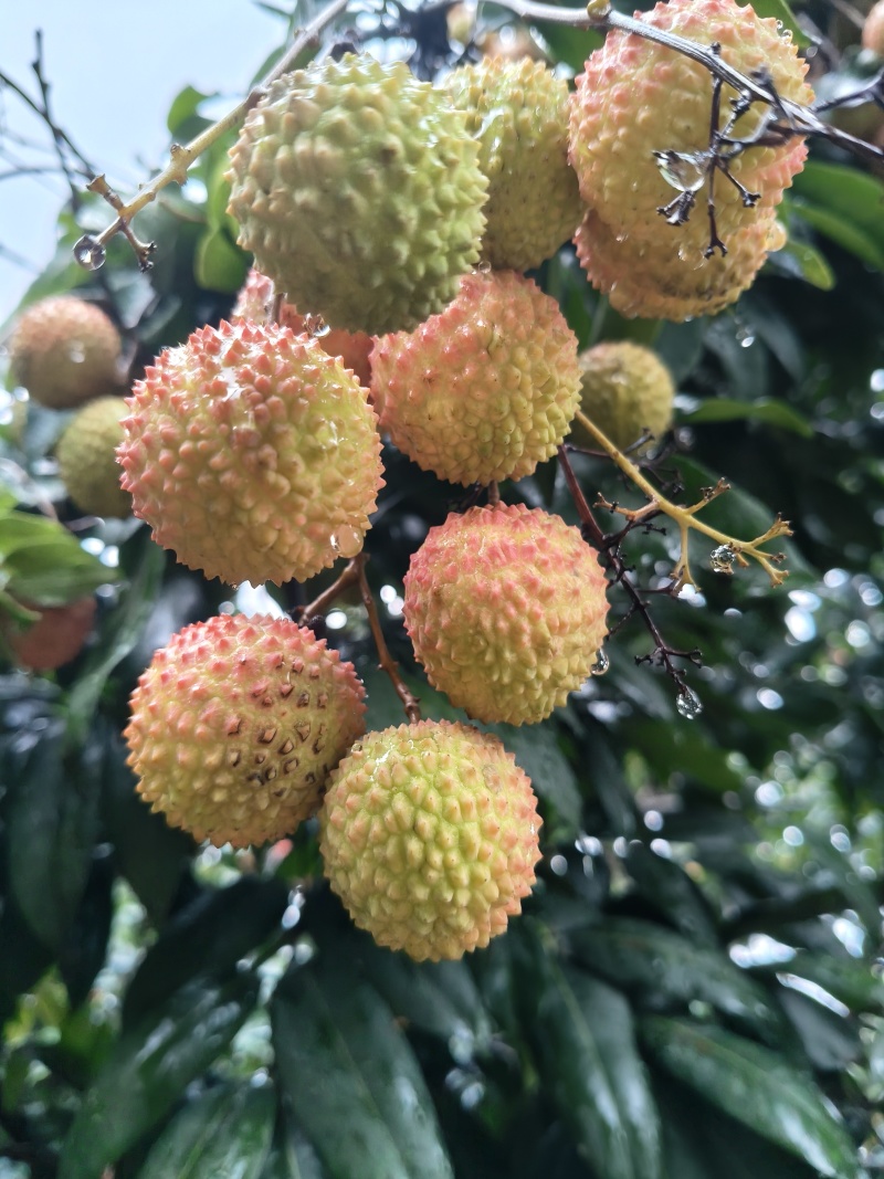 广东本地荔枝
