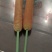 河南野生香蒲棒