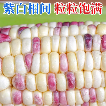 花糯玉米当季新鲜带皮当天现摘甜糯代餐